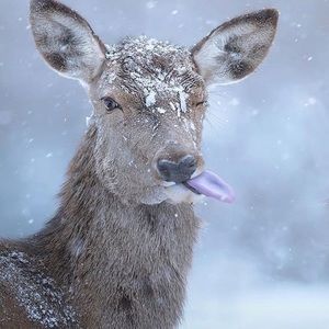 Meet your Posher, Hailey